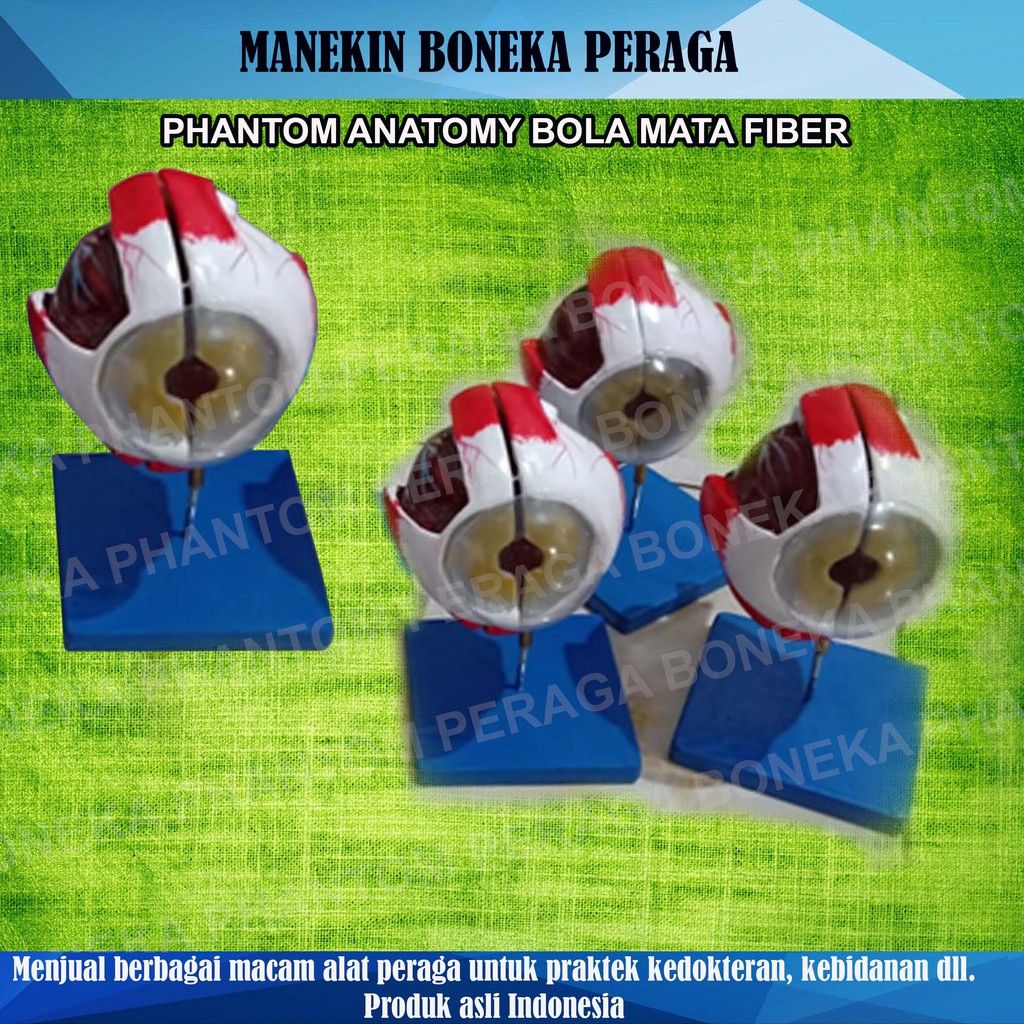 MANEKIN/BONEKA PERAGA/PHANTOM ANATOMY/BOLA MATA FIBER