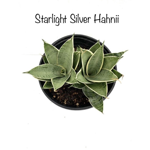 Sansivera - tanaman hias - tanaman hidup - tanaman unik