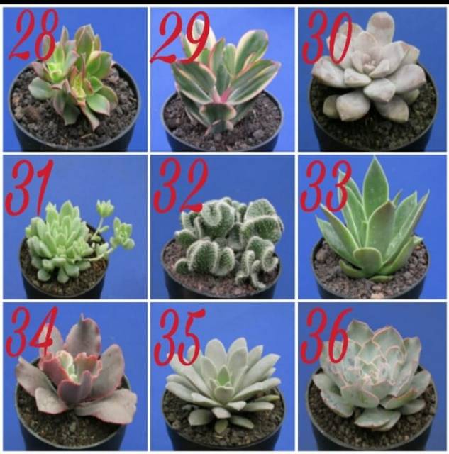 Kaktus dan sukulen lokal GRATIS POT