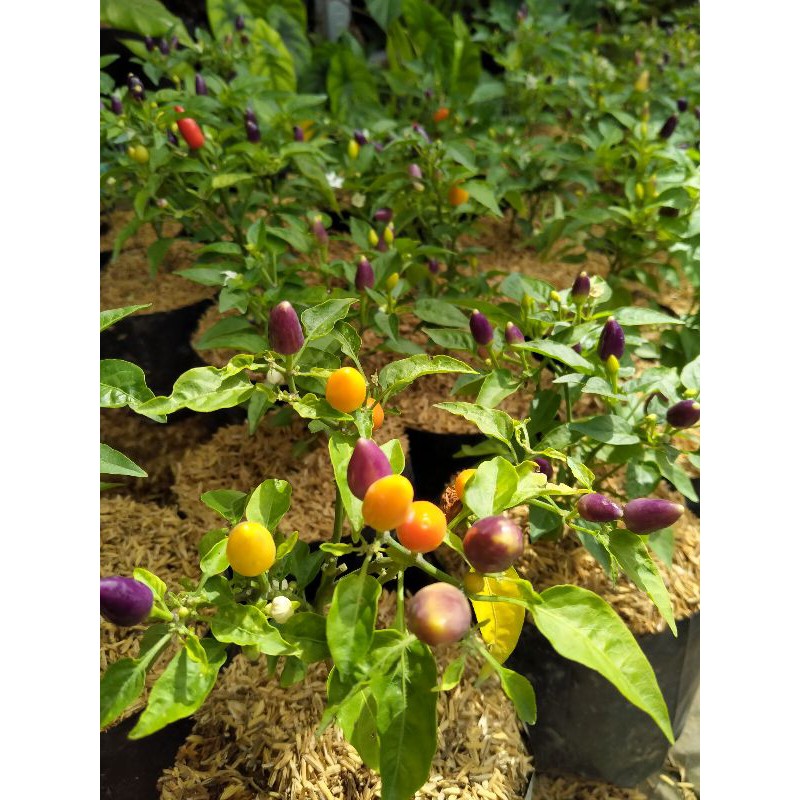 Cabai pelangi (Capsicum annuum) - Tanaman Hias Konsumsi Cabe / Cabai / Lombok Pelangi ( Sudah Berbuah )