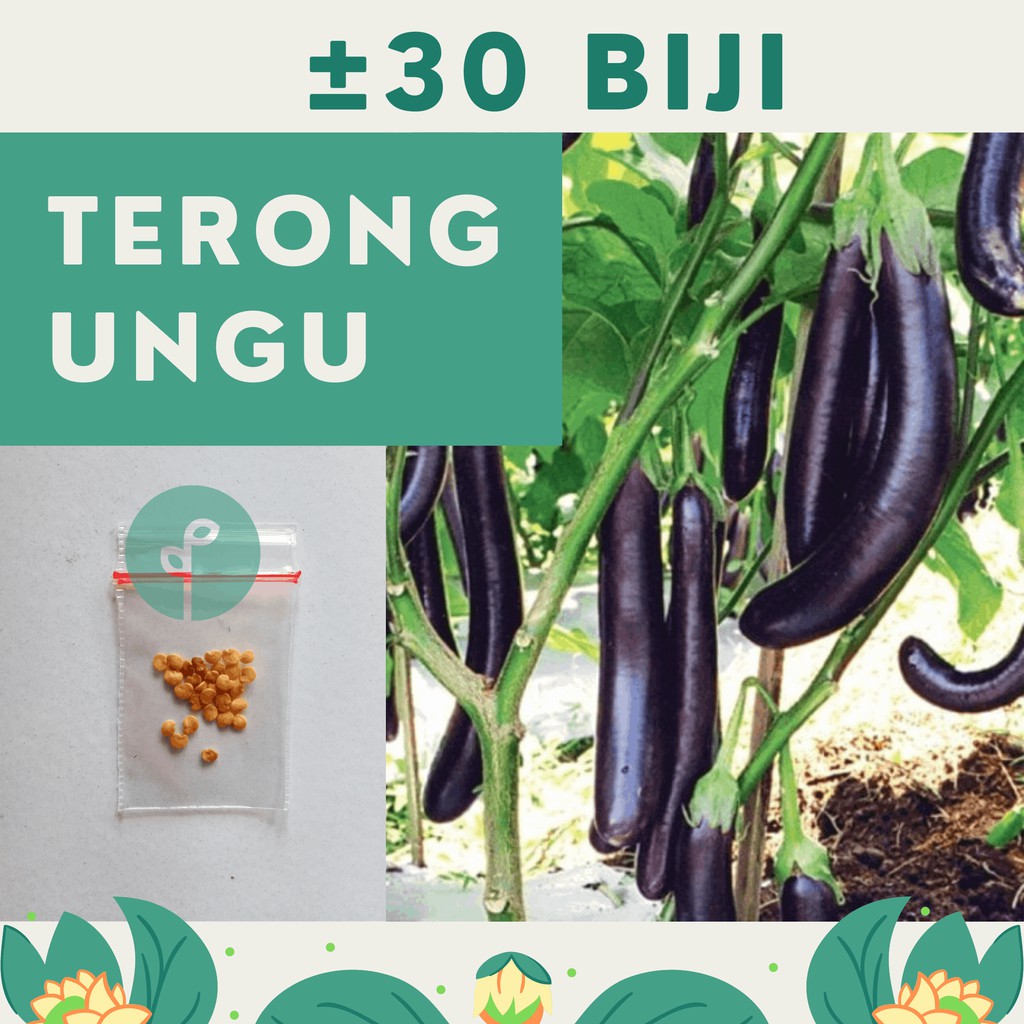 Bibit Sayuran Benih Sayur Paket Lengkap Hidroponik Kangkung Bayam Cabe Sawi Selada Terong Tomat dll-TERONG UNGU