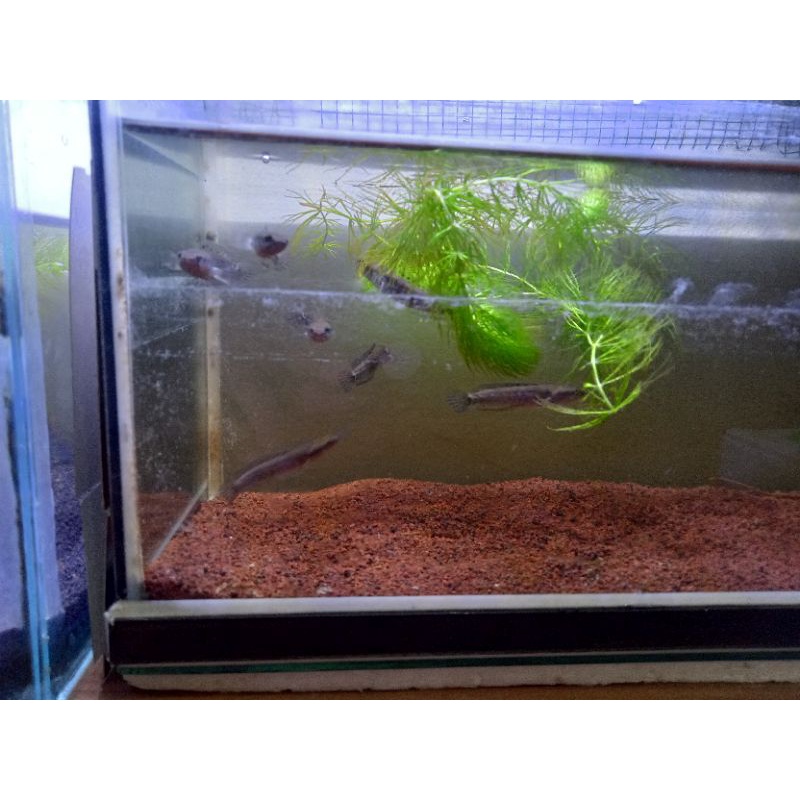 CHANNA BLUE PULCHRA SZ6-7 CM