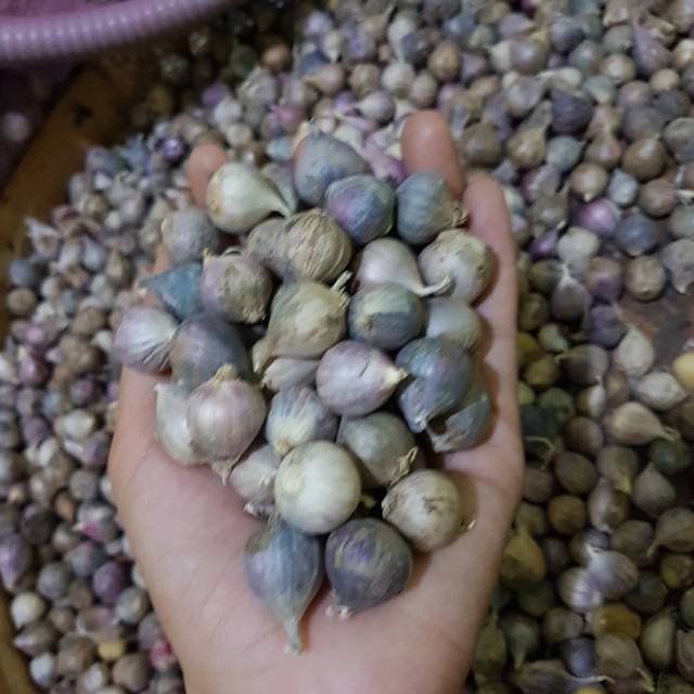 

Bawang Lanang mentah special 500 gr
