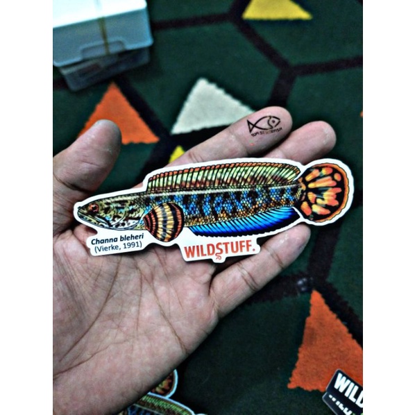 Stiker Channa Bleheri | Channa Bleheri