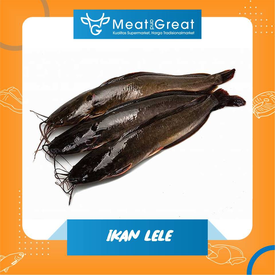 

Ikan Lele Segar hidup / bersih 1kg 500gr