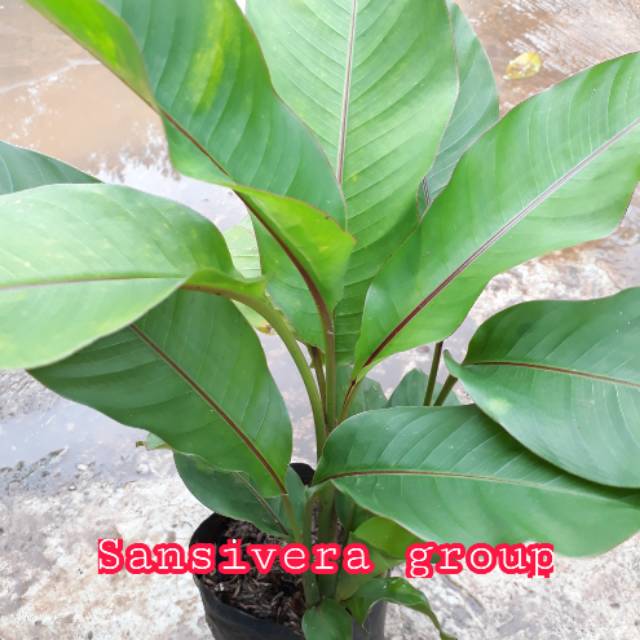 Tanaman Heliconia Pisang Bali / Pisang Betet Mini Pisangan