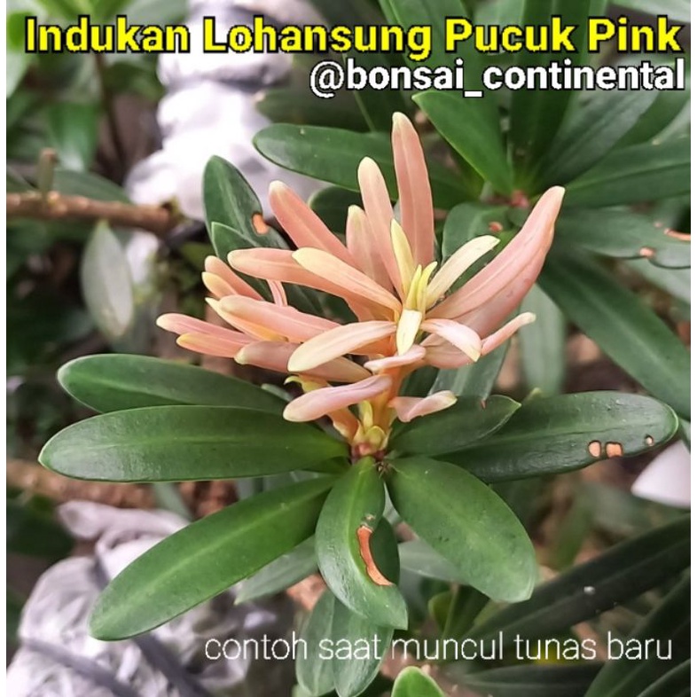 Lohansung Pucuk pink import ori