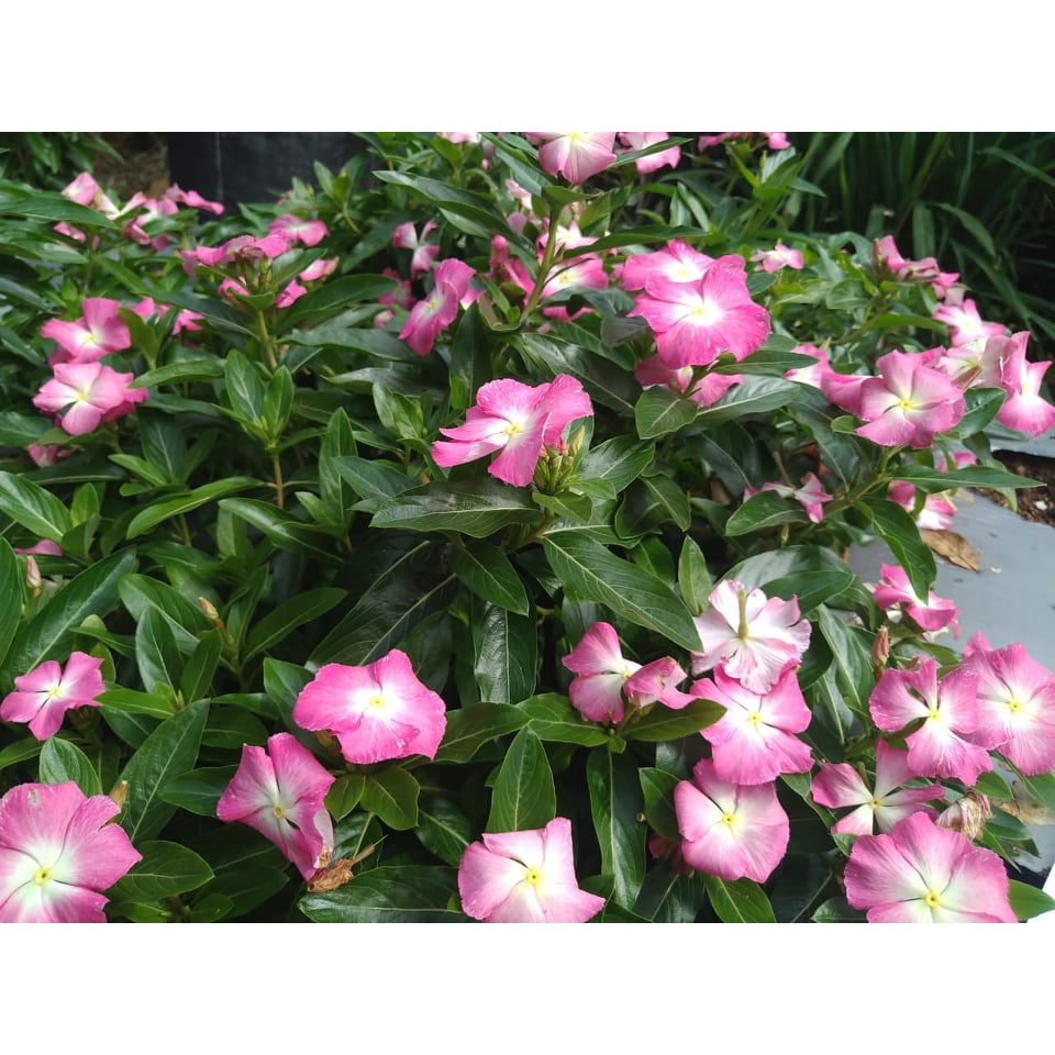 Benih Bibit Biji - Bunga Vinca Sultan Nirvana White Splash Rare Jenis Langka Flower Seeds - FRESH SEEDS