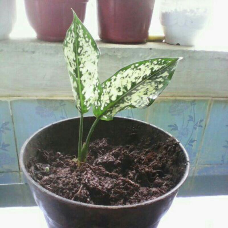 aglonema snow white bibit anakan
