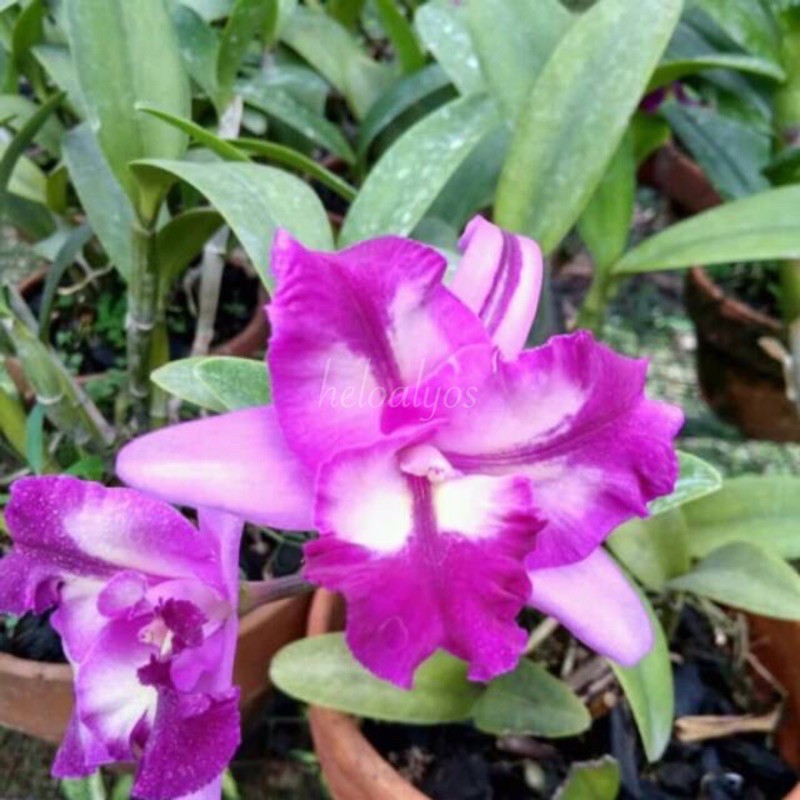 Anggrek Cattleya Mini Sogodol