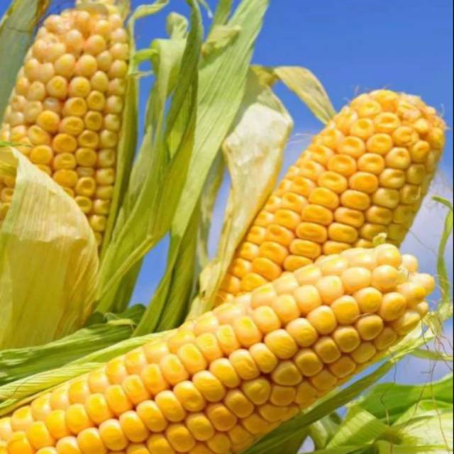 100 bibit jagung manis unggul