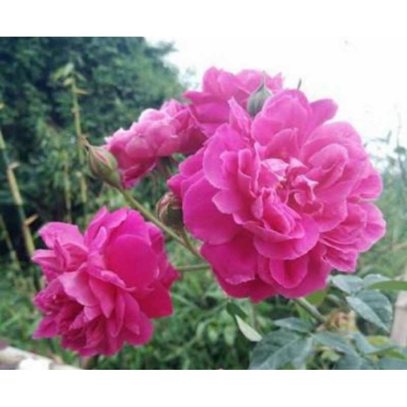 TANAMAN JADI BUNGA MAWAR KAMPUNG / CATEROSE