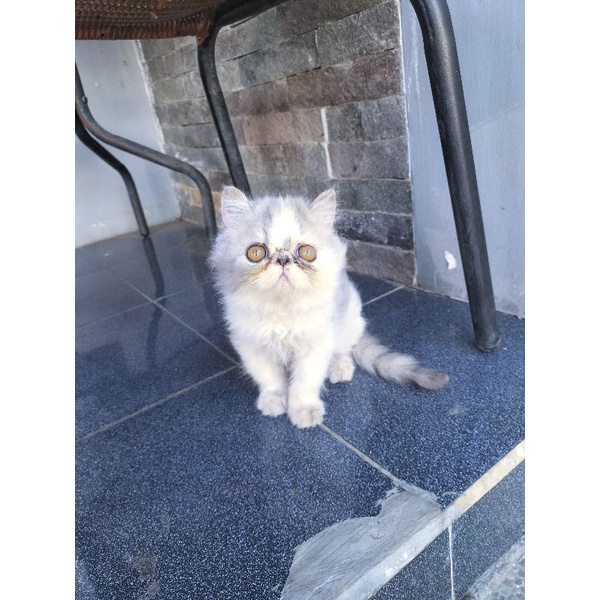 kucing Persia jantan