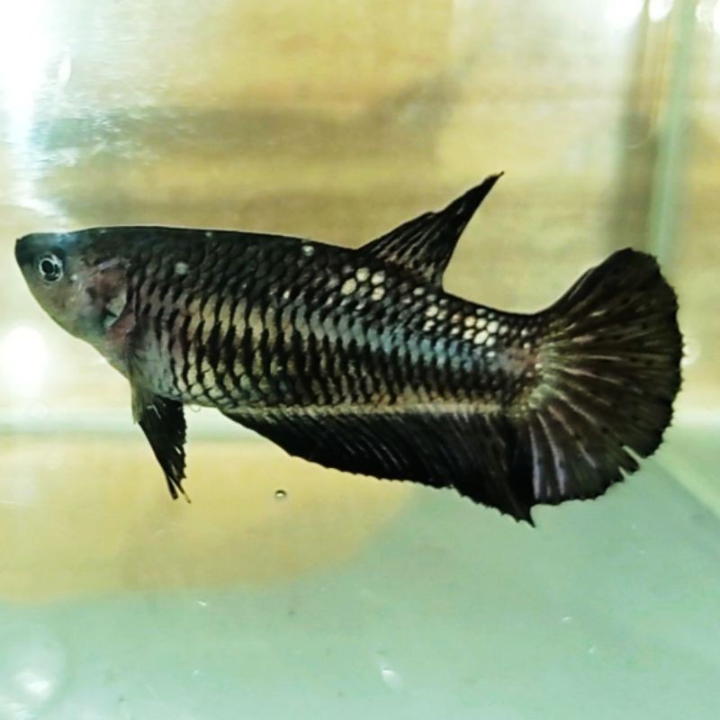 Ikan Cupang Female Avatar Cooper Gold