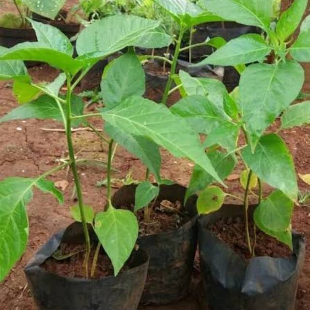 BIBIT POHON CABAI SETAN