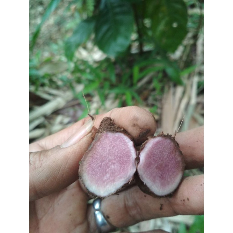 BIBIT TANAM GADUNG WULUNG ASLI