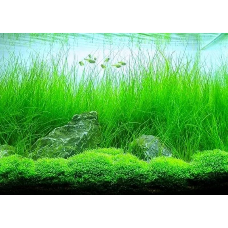 Hairgrass Vivipara - tanaman aquascape