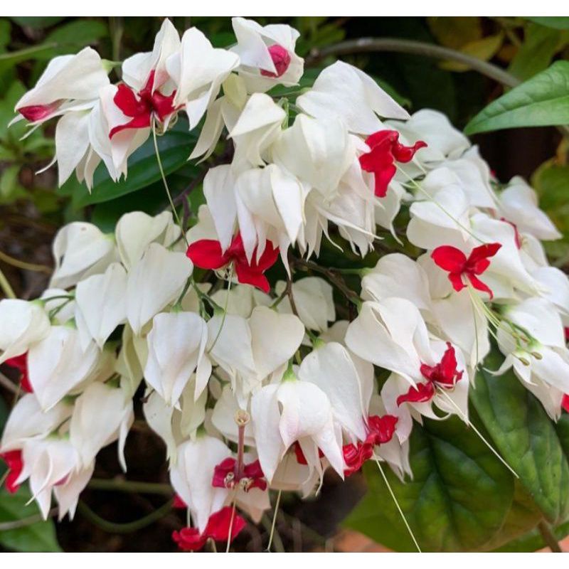 Jual Tanaman Hias Pohon Bunga Nona Makan Sirih Clerodendrum Thomsoniae