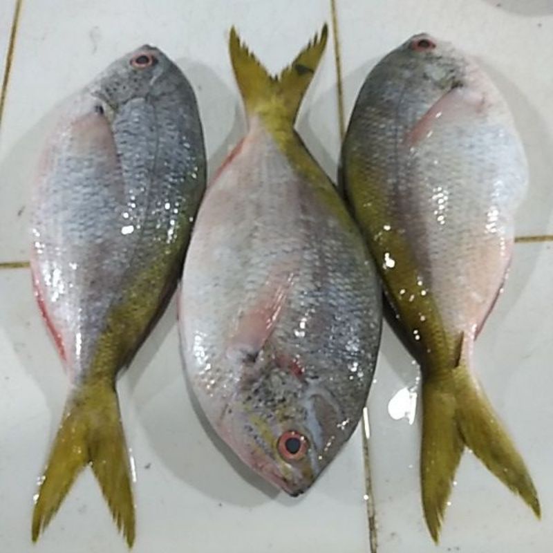 

ikan ekor kuning