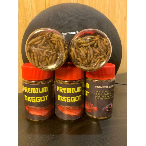 maggot premium magot bsf kualitas premium maggot ulat kering