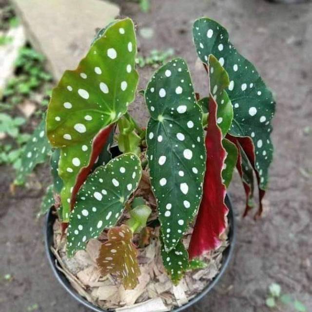 Tanaman hisa begonia polkadot / begonia pol kadott= tanaman  begonia