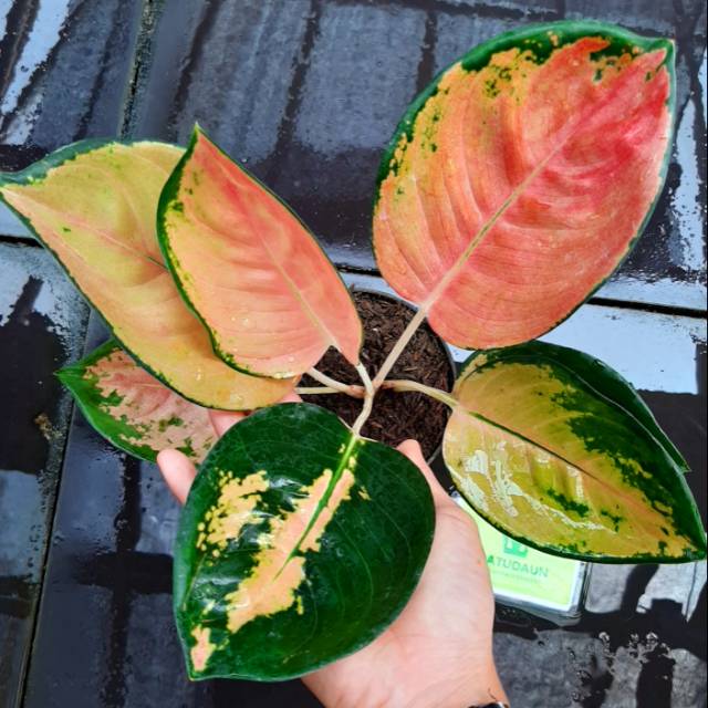 Tanaman Hias Aglaonema / Aglonema Bibit 3 -4 daun SULTAN BRUNEI