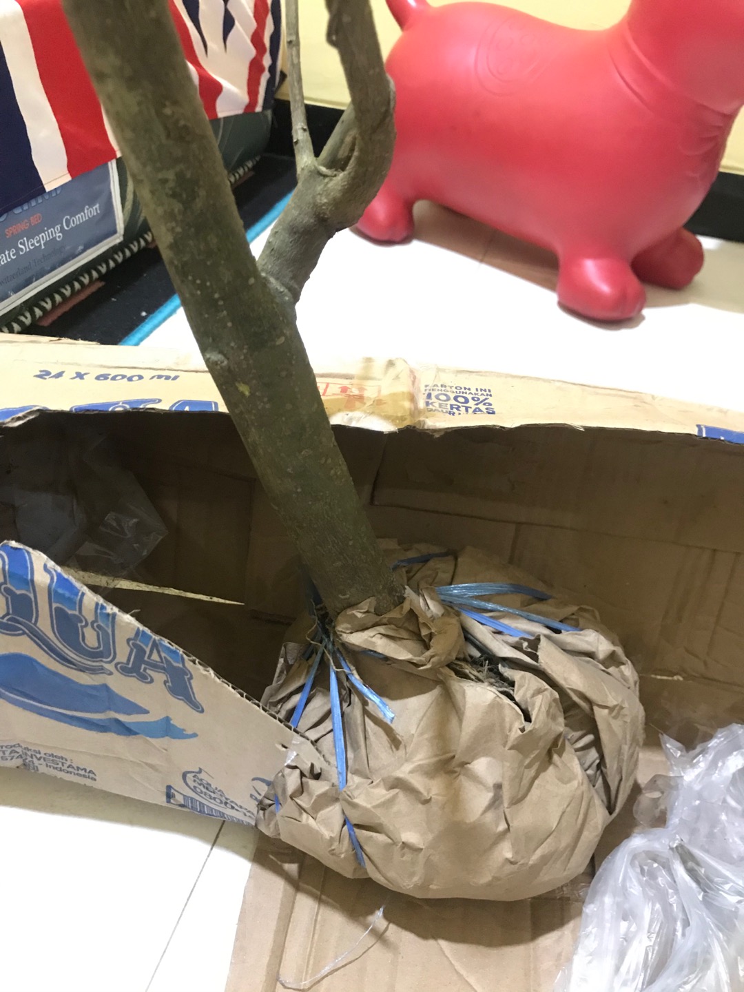 Prospek Bonsai Anting Putri _ Wrightia Religiosa _ Bahan Cepat Jadi!