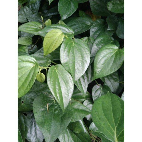 

Daun Sirih Segar (25 gr) Langsung petik dari pohon