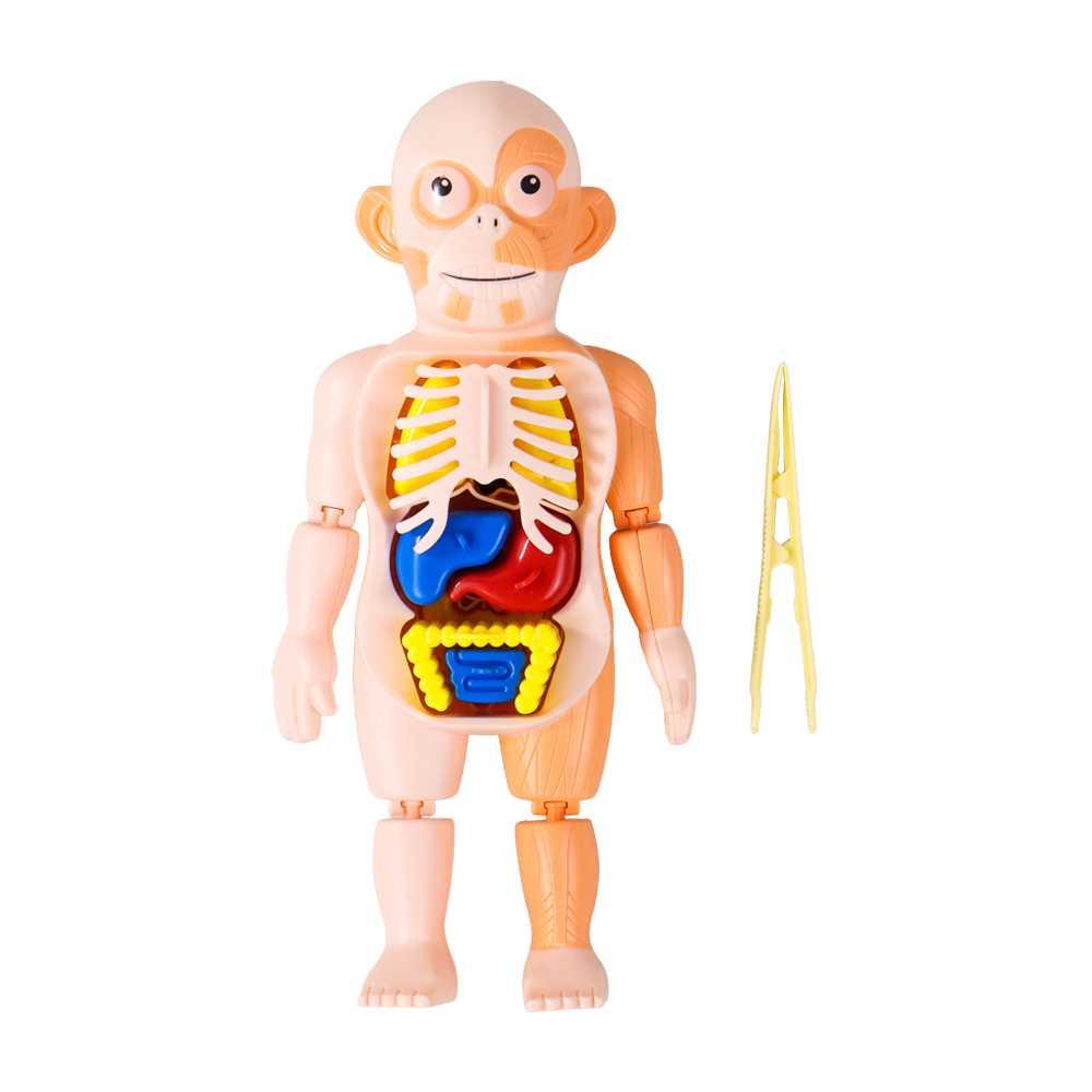 Yokibo Mainan Anak Montessori Body Anatomy Children Toy - DD232