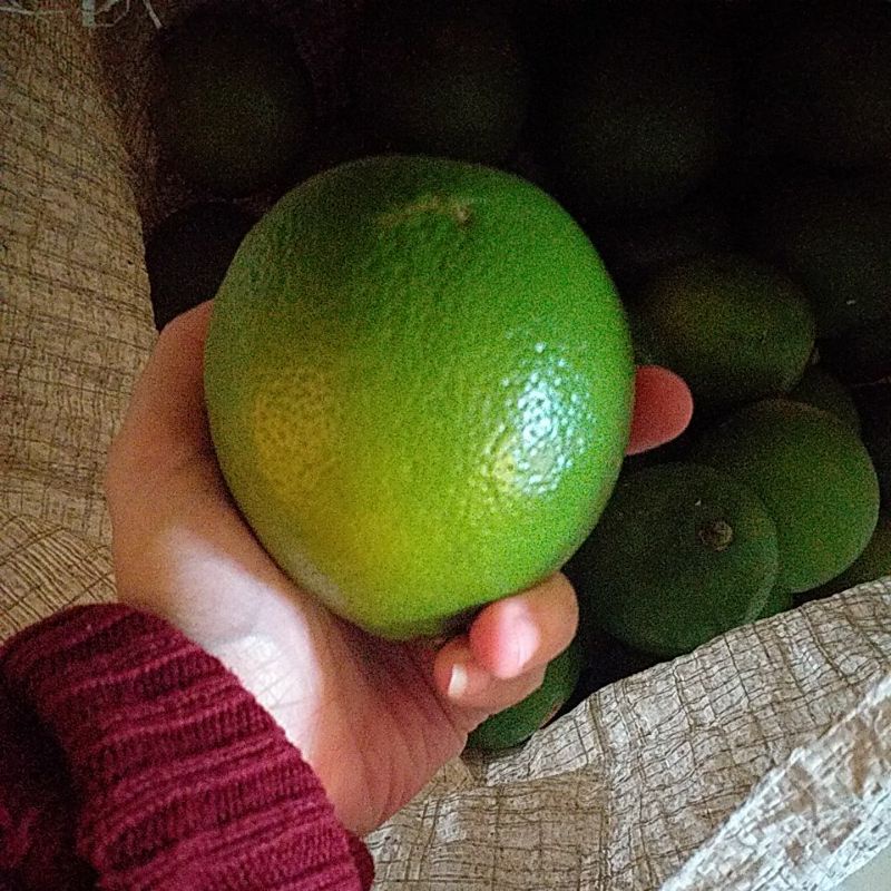 

Jeruk Lemon California