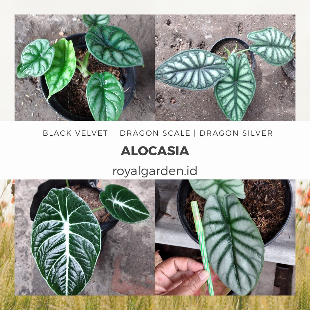 Alocasia Alokasia Black Velvet / Dragon Scale / Silver / KELADI TENGKORAK  Tanaman hias RoyalGarden