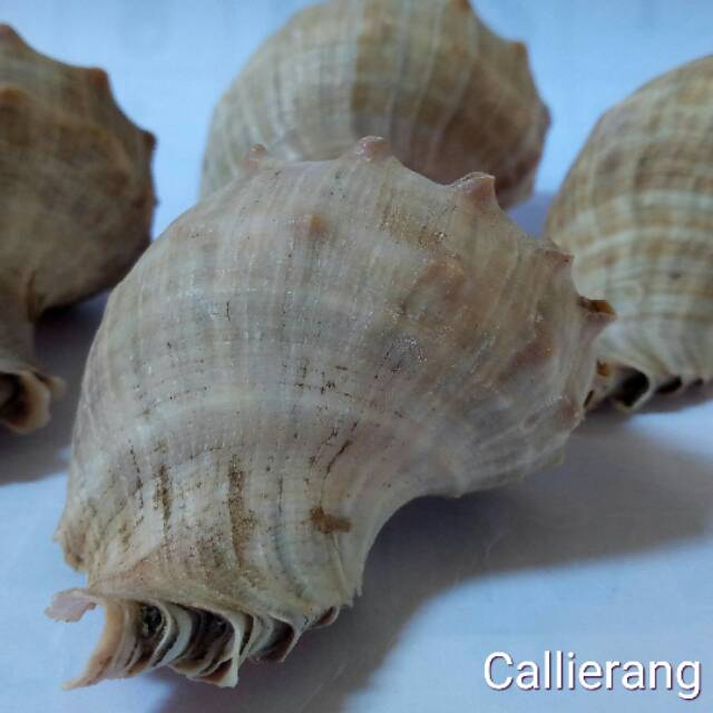 Cangkang Kerang / Kulit Kerang 101