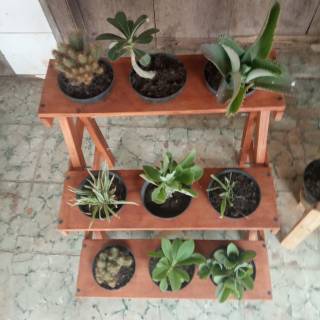  rak  tanaman bunga  susun mini  rak  kaktus  rak  sekulen 