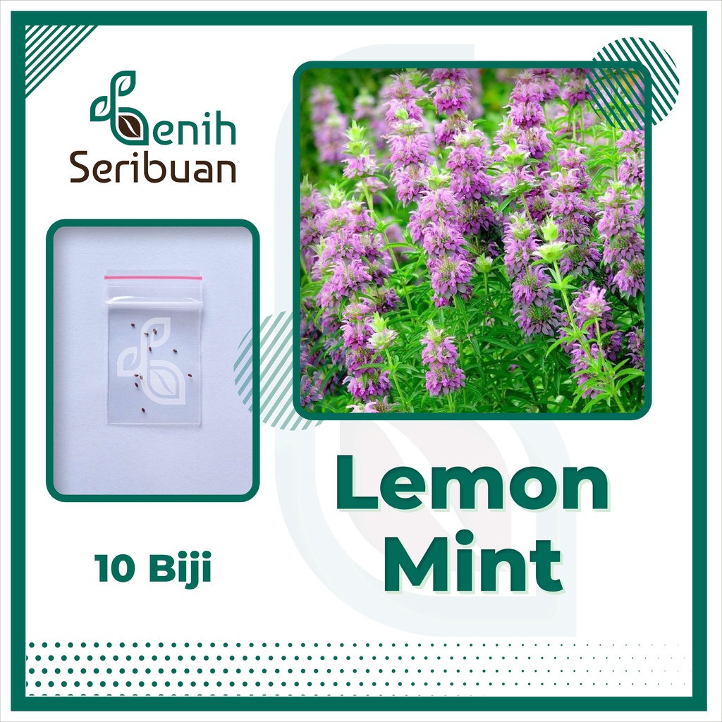 BS-BYL Bibit Bunga Benih Tanaman Bunga Hias Matahari Mawar Aster Vinca Krisan Telang Sunflower Krokot Lavender Marigold Zinnia-LEMON MINT