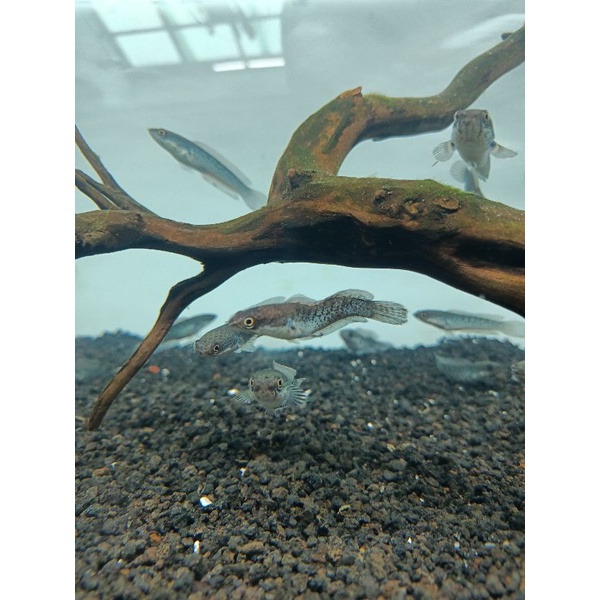 stewarti black galaxy body keris