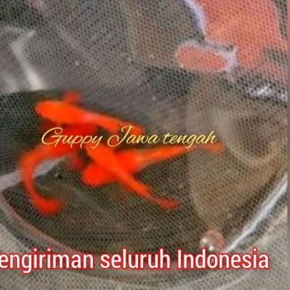 Recomended.. Albino koi red ear gen king