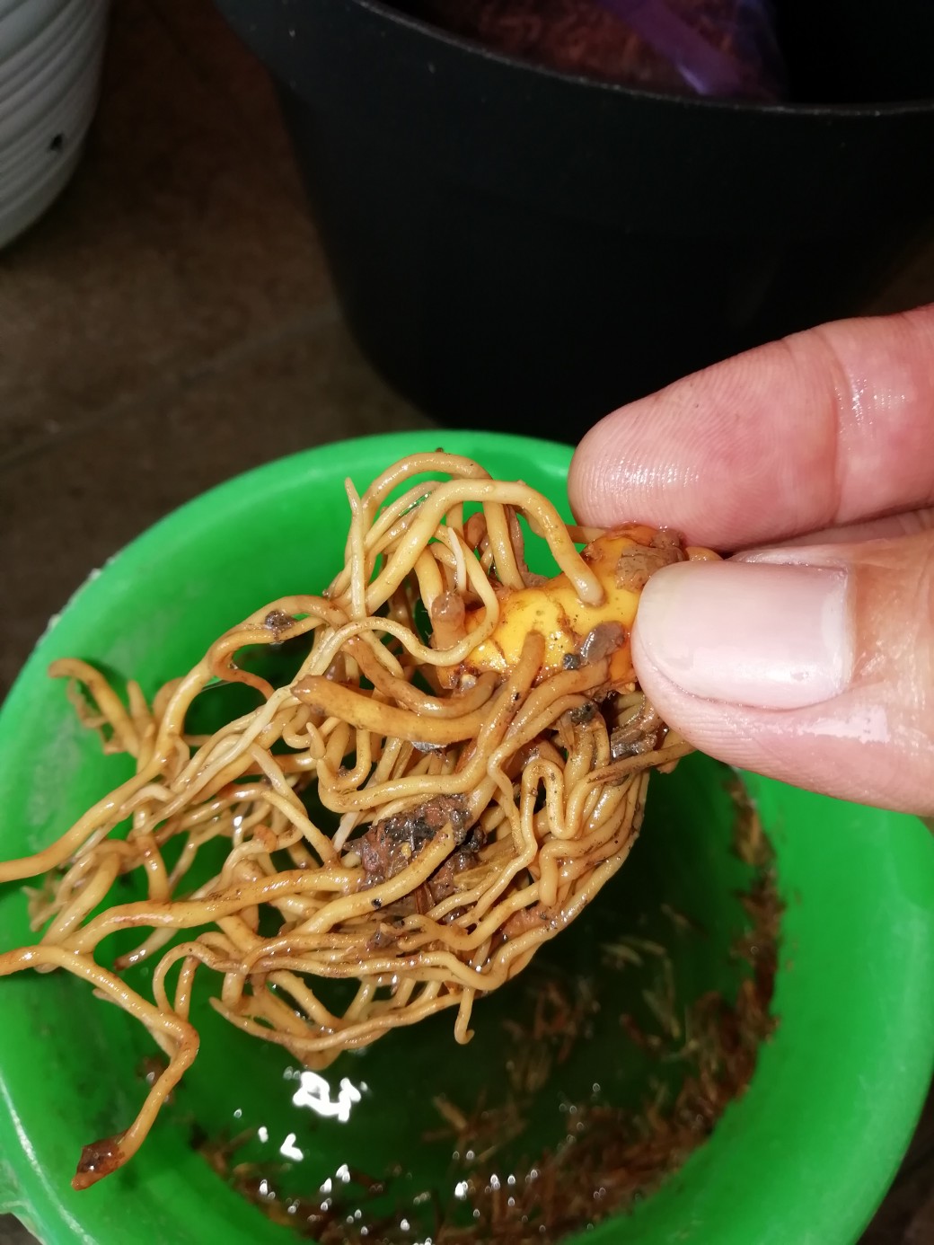 Bonggol Bunga Aglonema Golden Hope