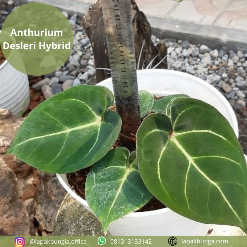 Anthurium Desleri Hybrid