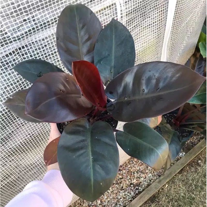 PHILODENDRON BLACK CARDINAL ORIGINAL