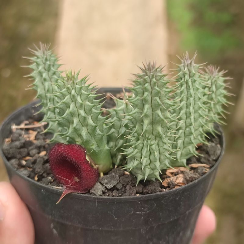 Huernia red dragon/ Huernia schnederiana/ Huernia