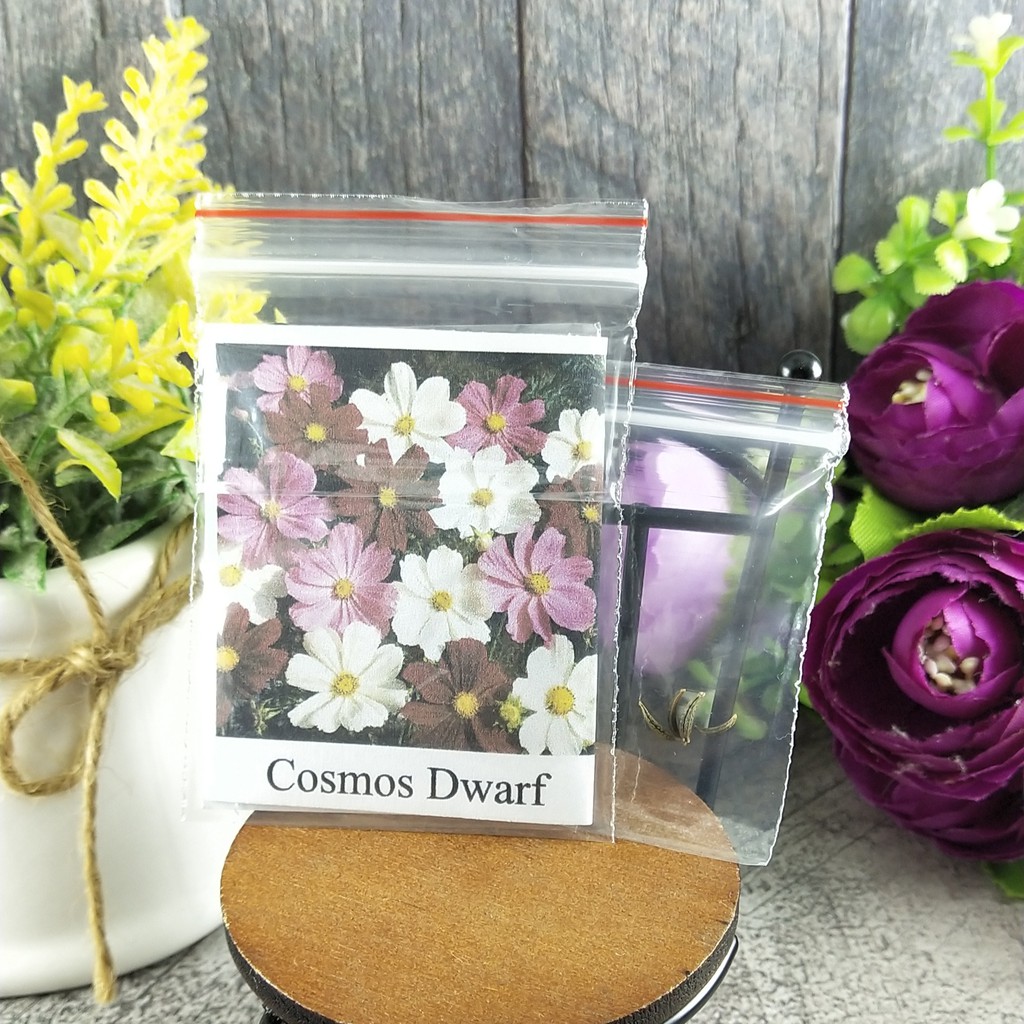 [Best Selling] 4 Seeds - Cosmos Dwarf Mix Haira Seed Biji Benih Bibit - SR0040