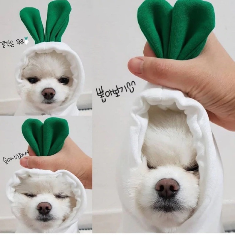 Baju Buah Sayur Kucing Anjing Pet Clothes Cat Dog Fruits Animal Cute