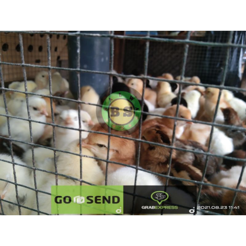 PAKETAN 10 EKOR DOC AYAM JOPER/KAMPUNG