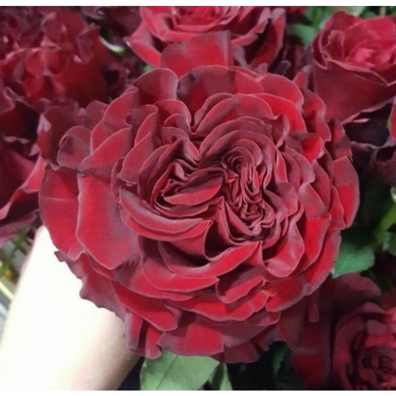 Tanaman Hidup Bunga Mawar Import HEART-UKURAN DEWASA-MAWAR