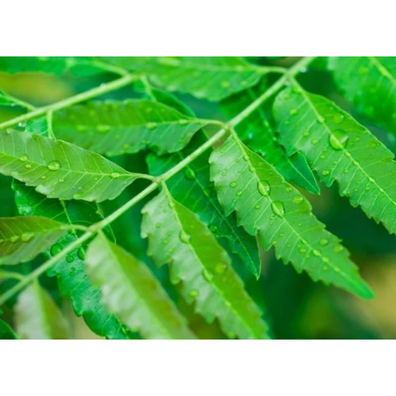 

daun mimba segar 500 gram