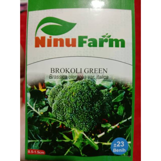 benih brokoli