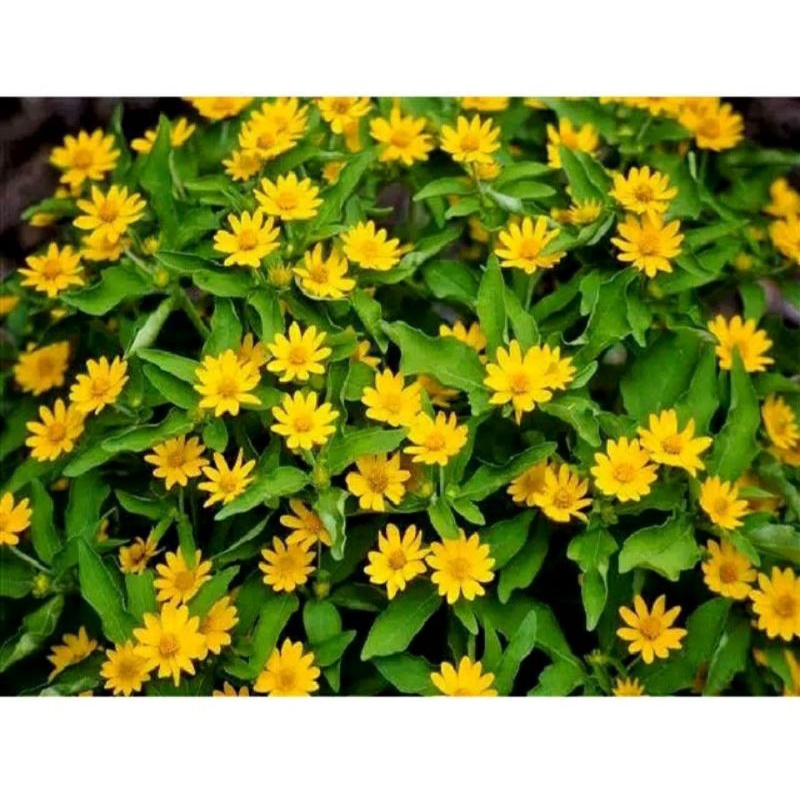 50 Benih biji Bunga Matahari Mini / Bunga Seribu Bintang