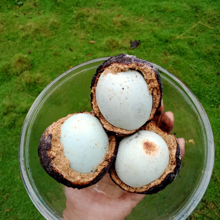 

Telur Bakar asin/ayam kampung - ayam kampung
