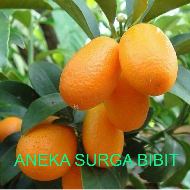 Jeruk Nagami Sudah Berbuah /bibit tanaman jeruk nagami