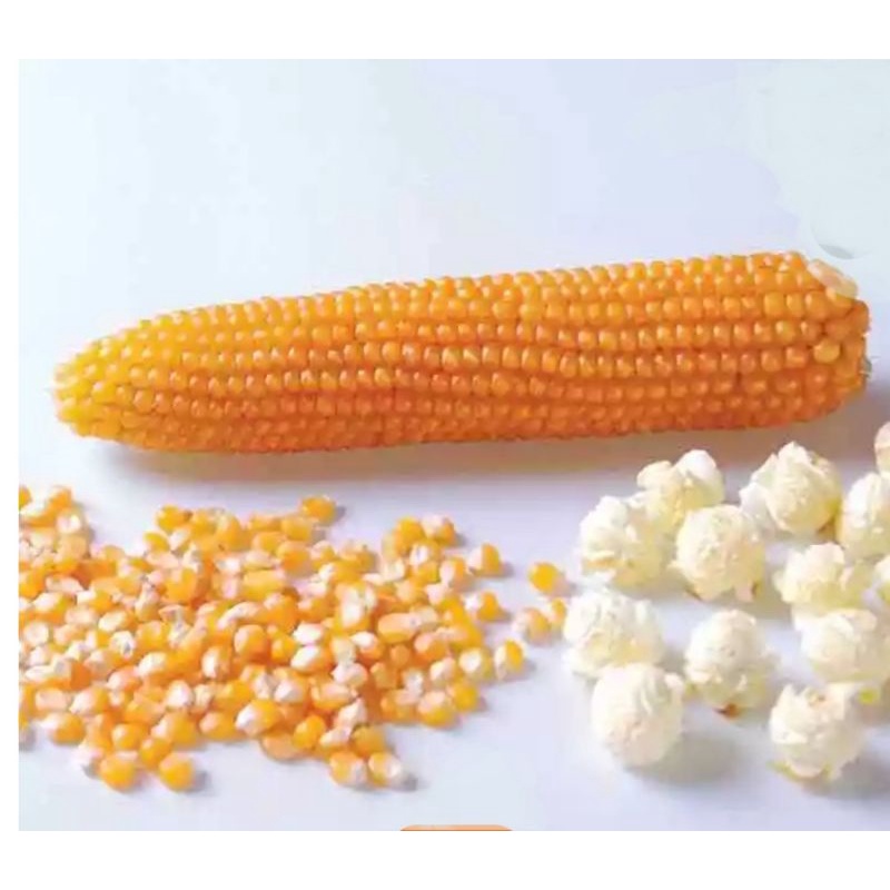 

Jagung Popcorn mushroom 250gr